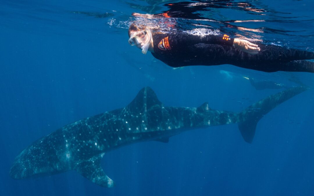 Na druhém konci světa a přesto doma